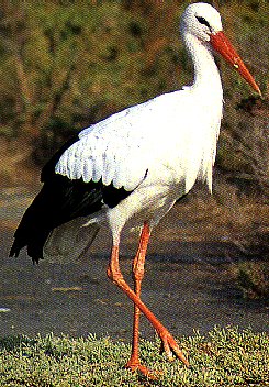 AVIFAUNA