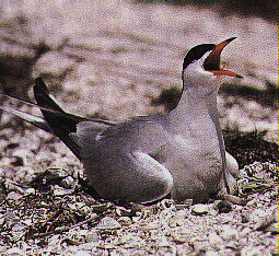 AVIFAUNA MIGRATORIA