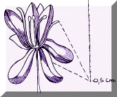 Fioripap.gif (20678 byte)