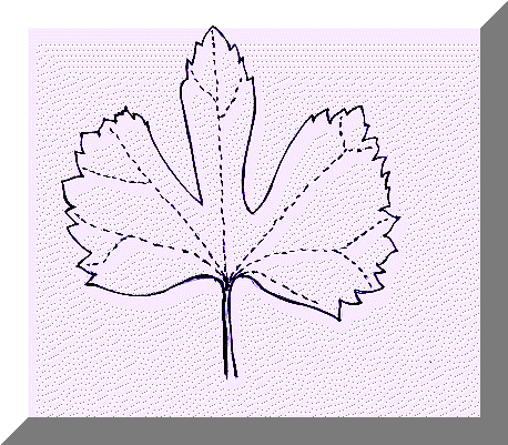 Foglialo.gif (8118 byte)