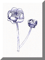 image16.gif