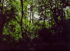 misto_p.gif (125529 byte)