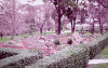 orto_b.gif (165353 byte)