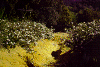 solco_4.gif (114896 byte)