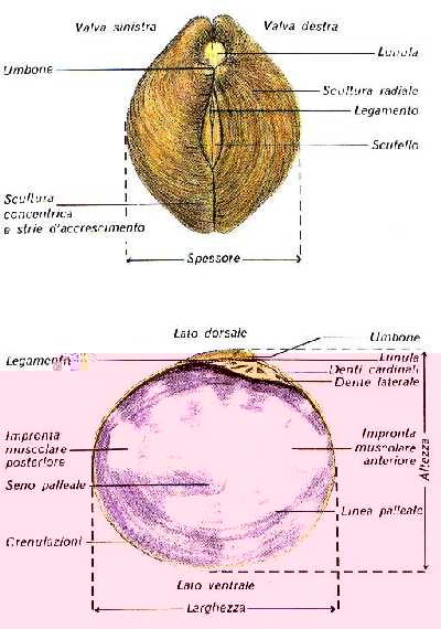 bivalvi.jpg (32968 byte)