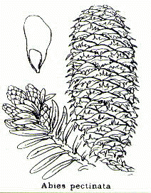 Abies Pectinata