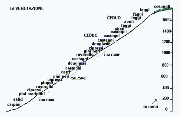 Fasce della vegetazione