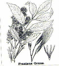 Fraxinus Ornus